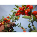 Medlar Dried Goji Berry (Wolfberry)